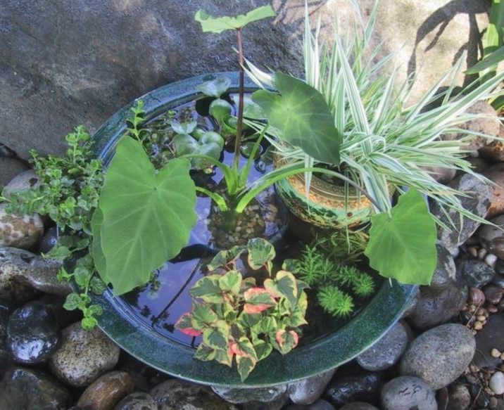 Colorful Aquatic Plant Companions - Container Water Gardens