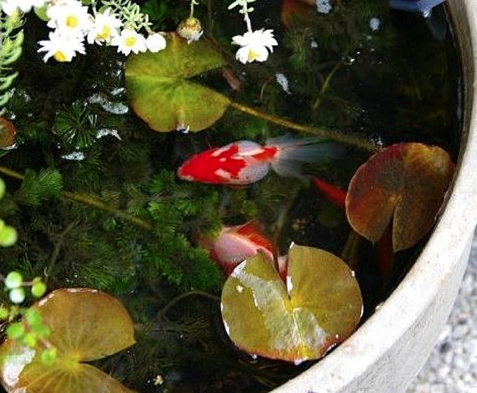 Fish for container water gardens - Container Water Gardens