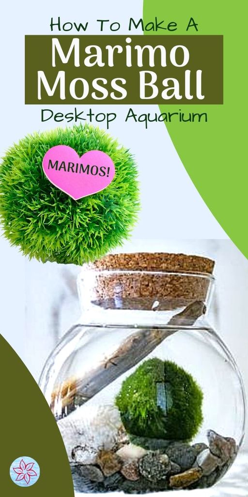 Buy Marimos  Balls of Moss
