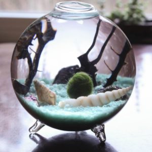 Marimo Moss Balls • Care Guide (Tank Setup & Mates)  Marimo moss ball, Marimo  moss, Marimo moss ball aquarium