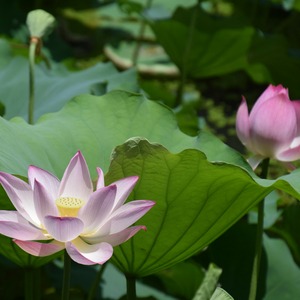 Growing Lotus 101