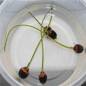 Lotus seed germinating