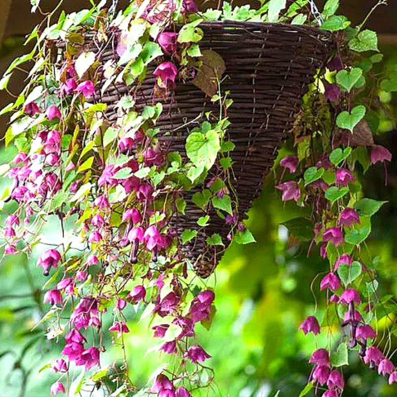 How To Plant Trailing Plants In Hanging Baskets