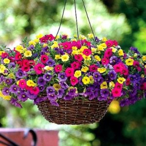 Calibrachoa in a hanging basket, mixed colors