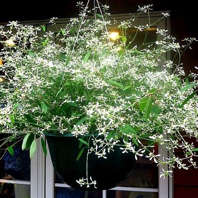 22 Best Outdoor Hanging Plants - Best Year Round Ideas