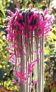 Rat Tail Cactus In A Hanging Basket