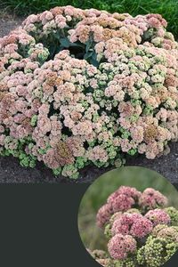 ‘Coral Jade’ Sedum