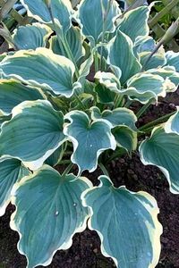 'Hope Springs Eternal' Hosta