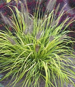 ‘Lemon Squeeze’ Fountain Grass