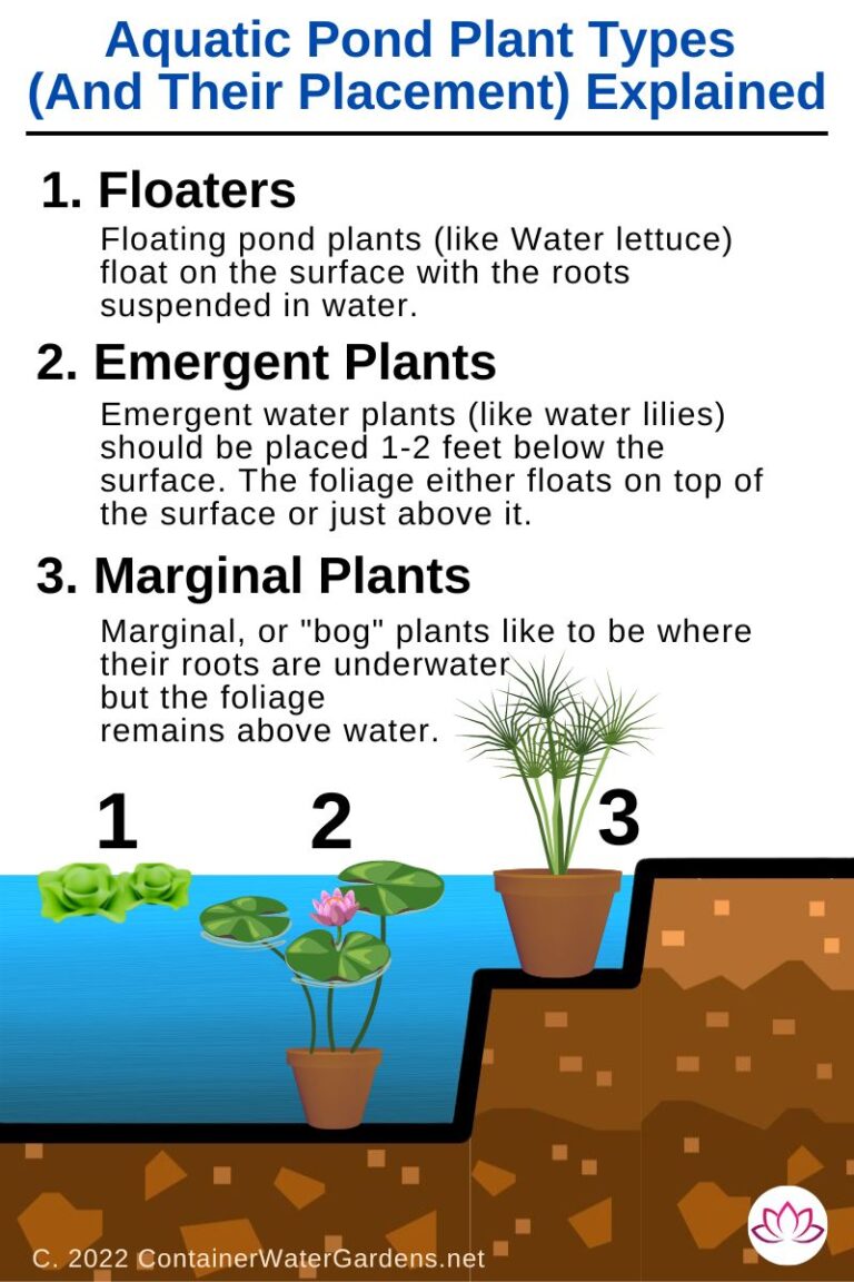 15 Aquatic Flowering Pond Plants - Container Water Gardens