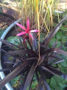 Red bog lily