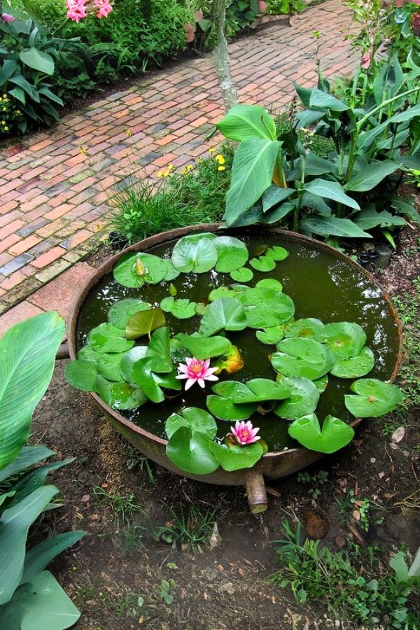 Sugar kettle water lily container pond