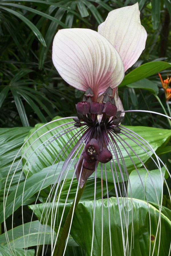 Close up detail of the White Bat Flower