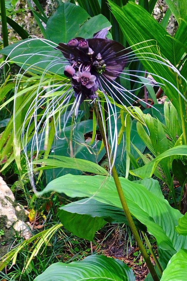 The Black Bat Flower (Tacca Chantrieri)