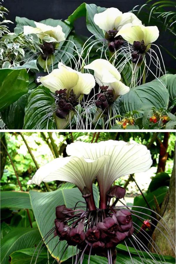 The White Bat Flower plant (Tacca Integrifolia)